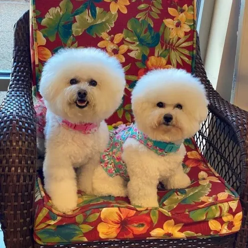 Fluffy Dogs on Chair